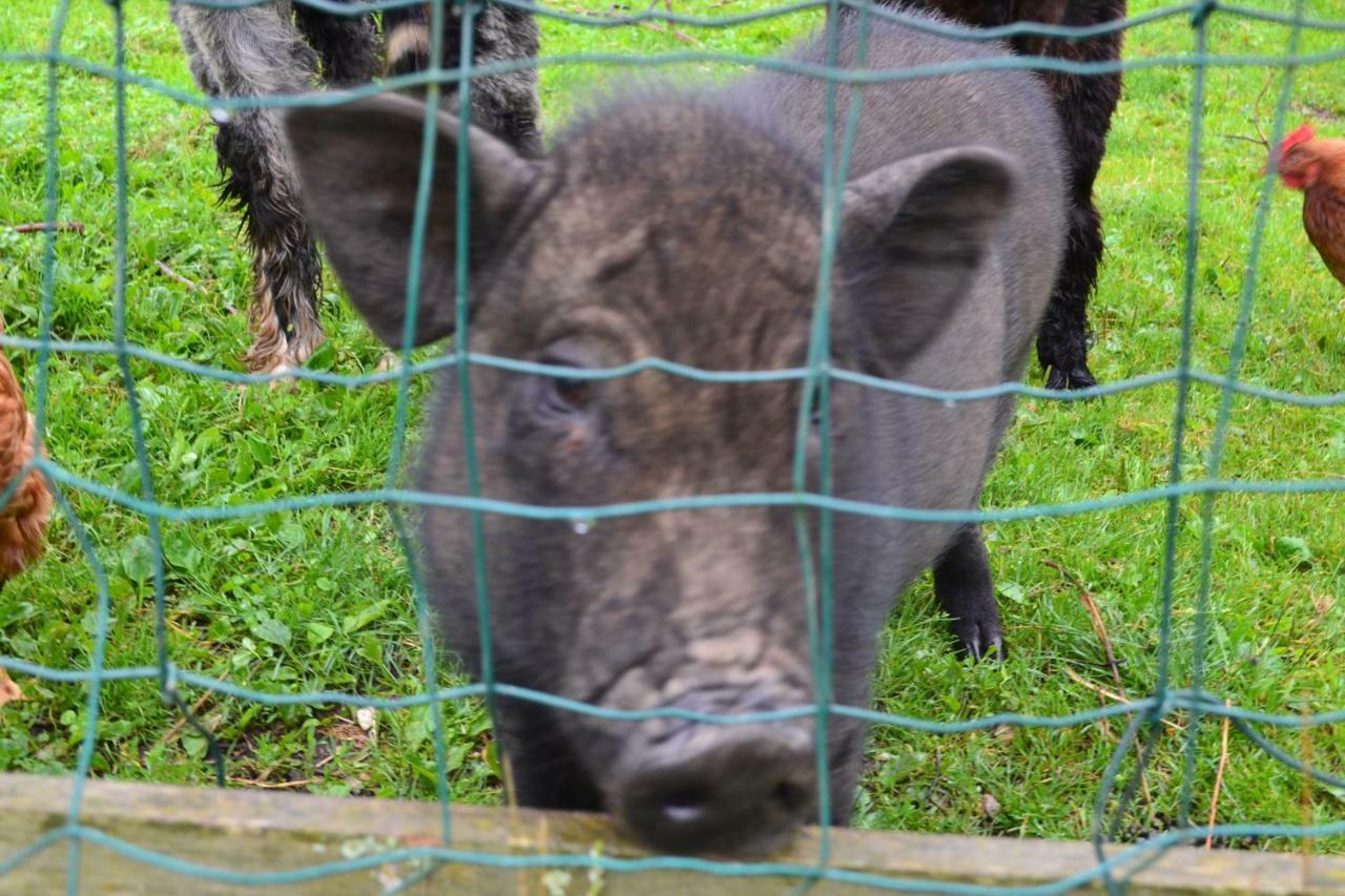 Roulotte De Charme "Le Paradis Des Animaux" 2 A 4 Personnes Coublevie Kültér fotó